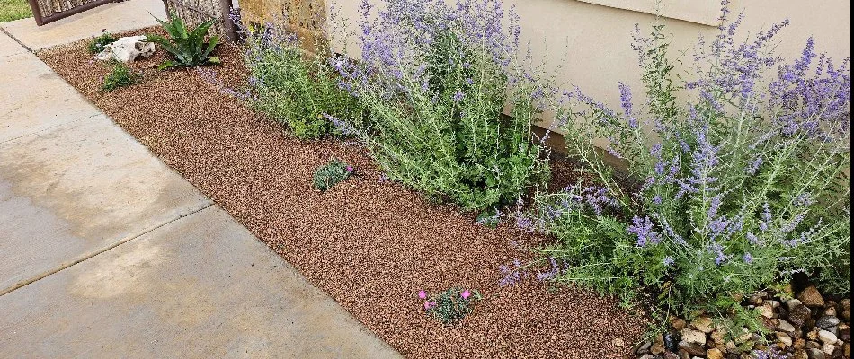 Plants and rocks in a landscape bed in Lubbock, TX.