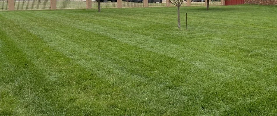 Striped lawn after mowing service in Lubbock, TX.