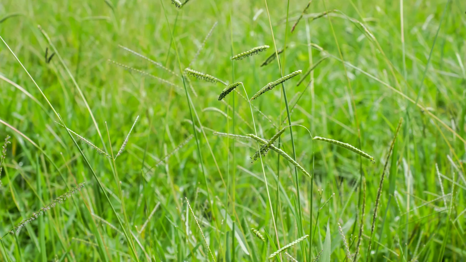 Types of Lawn Weeds: Broadleaf vs Grassy Weeds