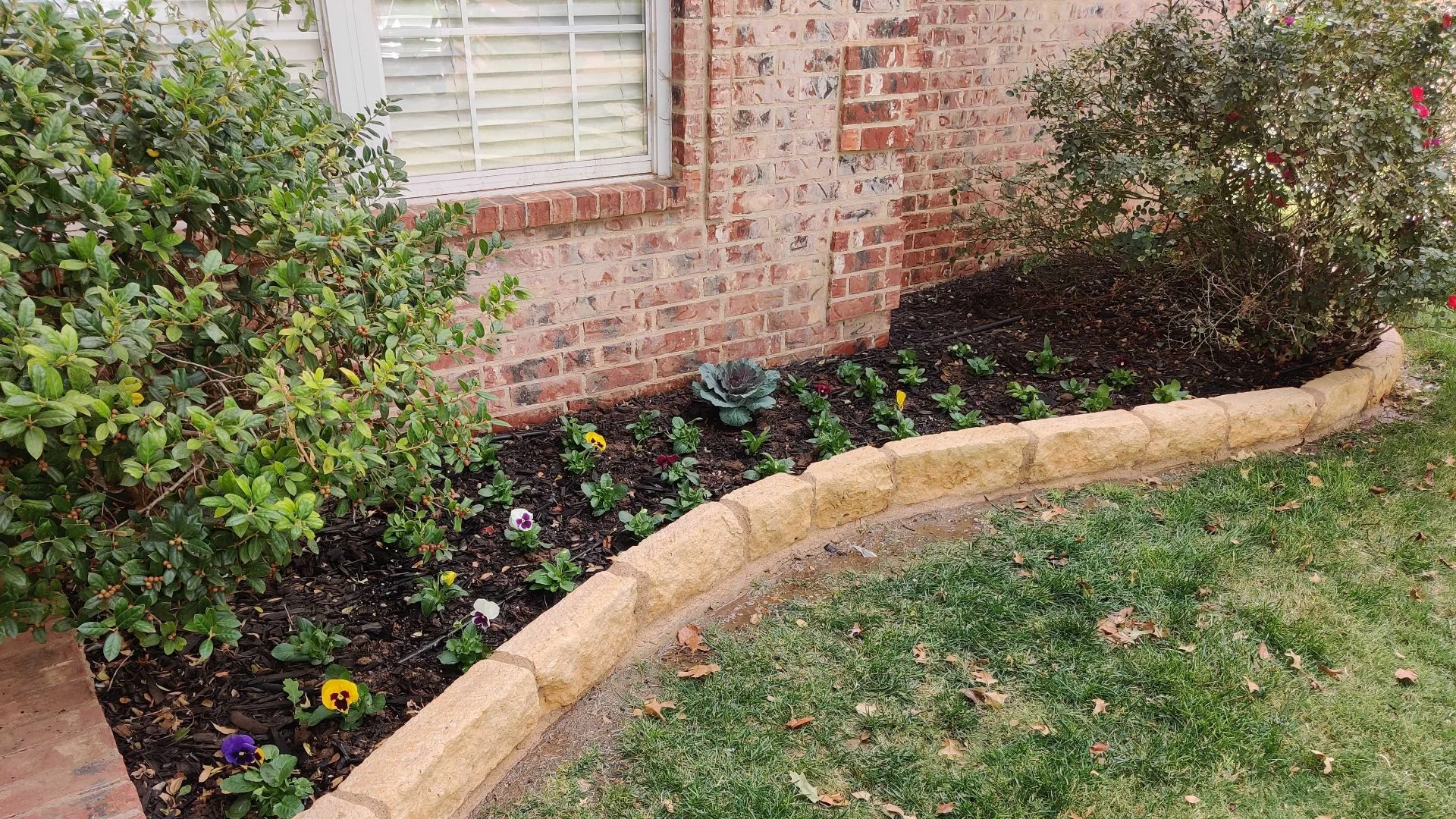 Is Fall Too Late to Plant Annual Flowers in Lubbock, TX?