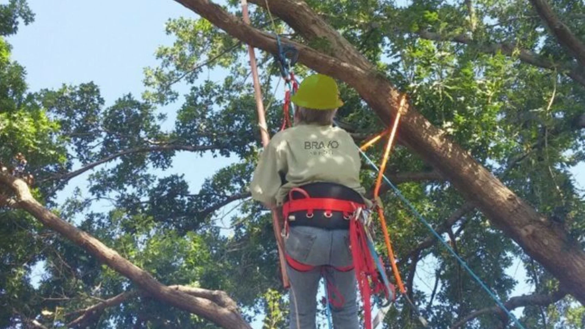 Don't Attempt to Prune Your Trees & Shrubs Yourself - Hire Pros Instead