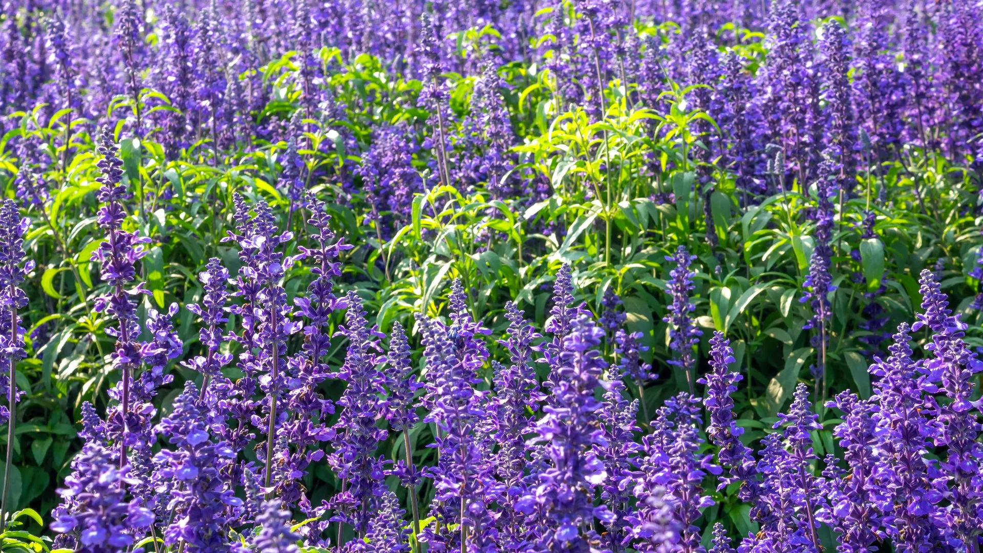 Popular Perennials to Consider for Your Landscape in Lubbock, TX