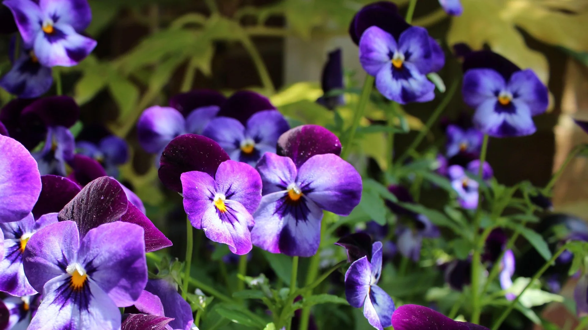 Popular Fall Annual Flowers for Your Landscape in Lubbock, TX