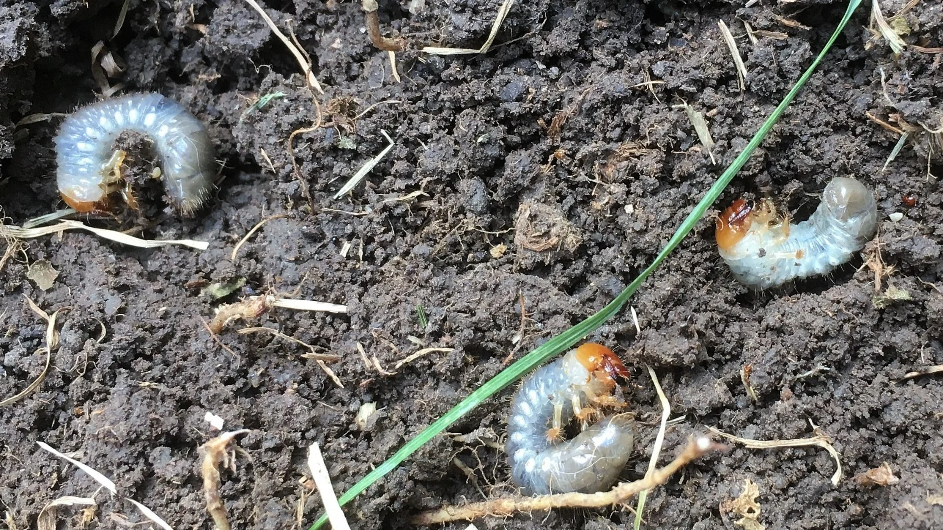 Does Your Lawn Have Grubs? Warning Signs to Watch For