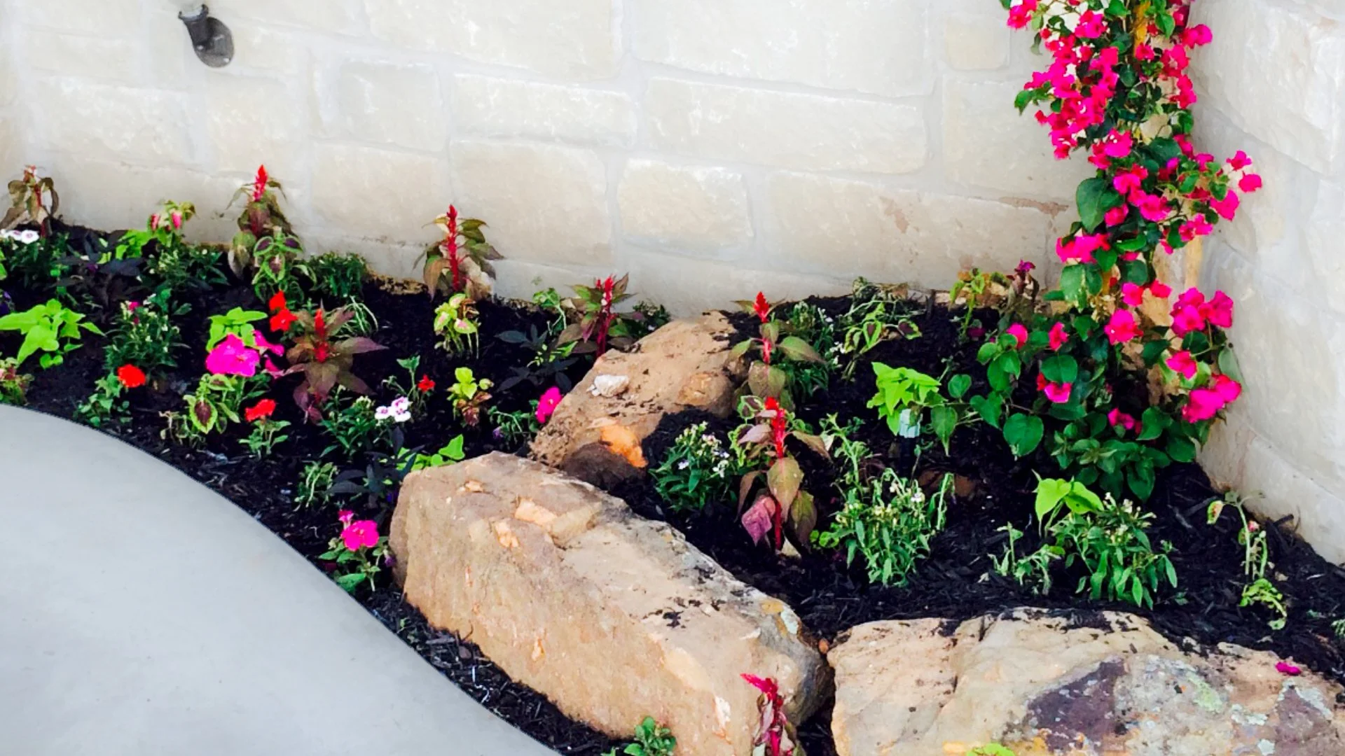 Perennials vs Annual Flowers for Your Landscape in Lubbock, TX