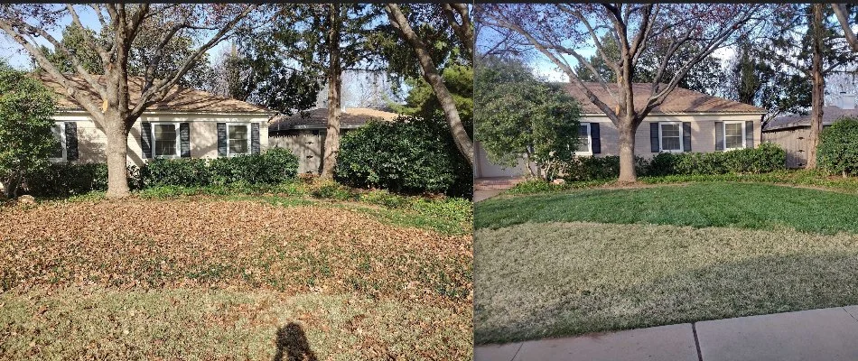 Before and after a leaf cleanup in Lubbock, TX.