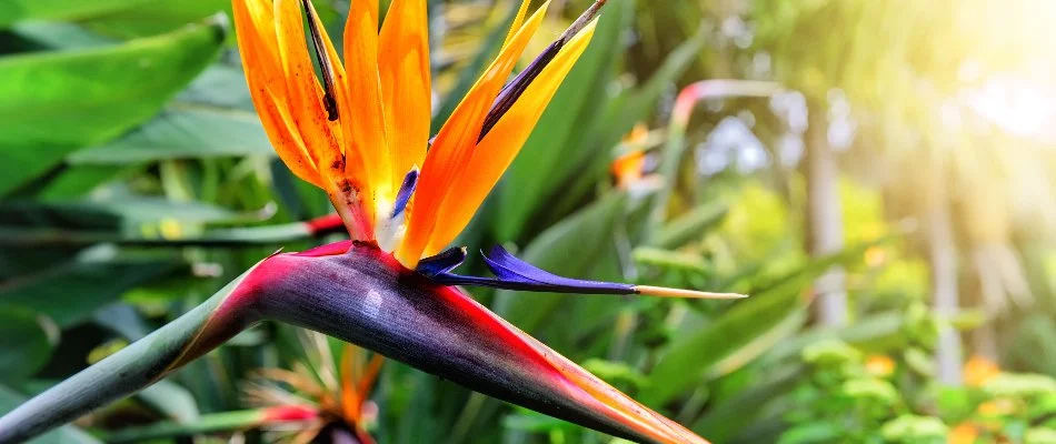 Landscape in Lubbock, TX, with bird of paradise flower.