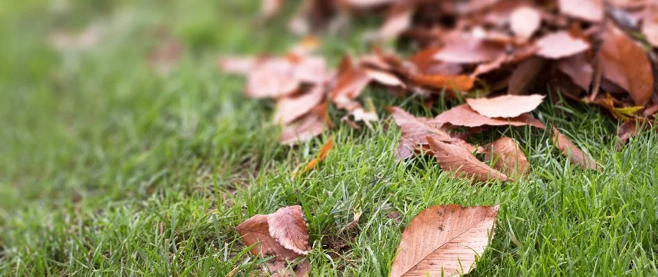 Brown leaves on top of grass in Lubbock, TX.