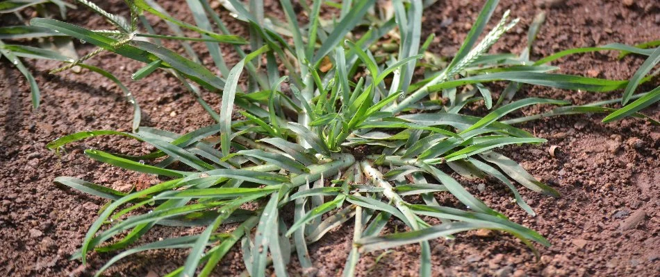 Close up of a goosegrass weed in Lubbock, TX.
