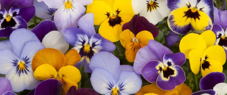 Close up of purple, yellow, and white pansies in Lubbock, TX.
