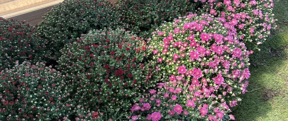 Clusters of colorful flowers in Lubbock, TX.