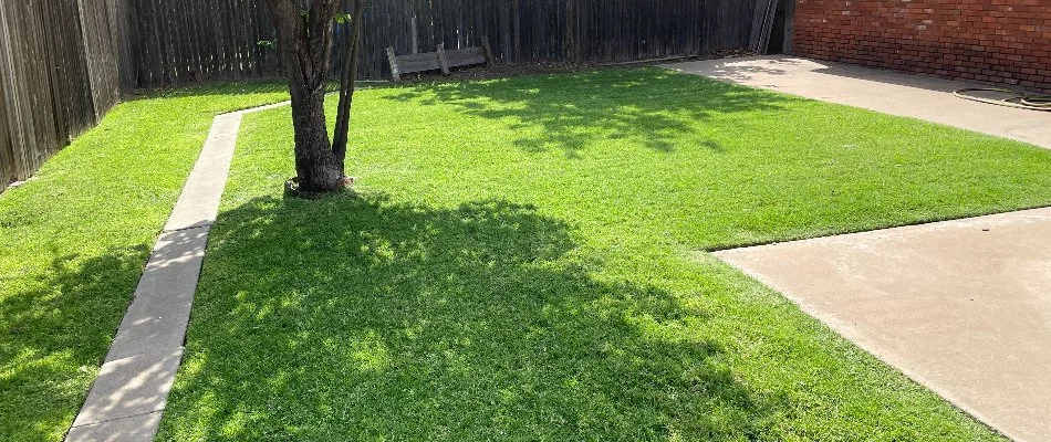 Fenced yard in Lubbock, TX, with a green lawn and tree.