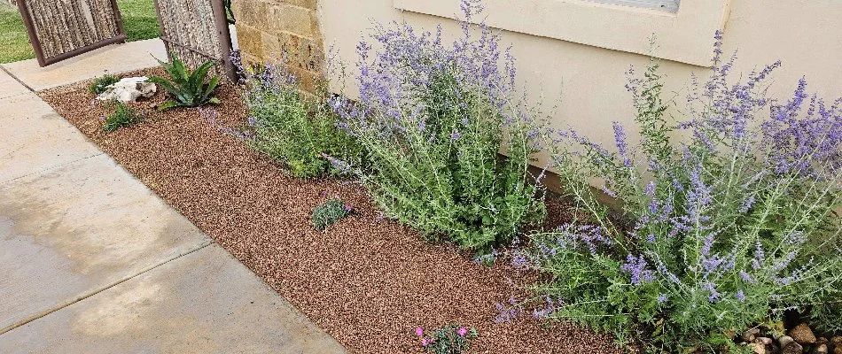 Purple flowers planted in landscape bed in Lubbock, TX.