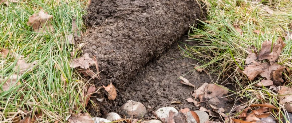 Lifting and peeling on a grub-infested lawn in Lubbock, TX.