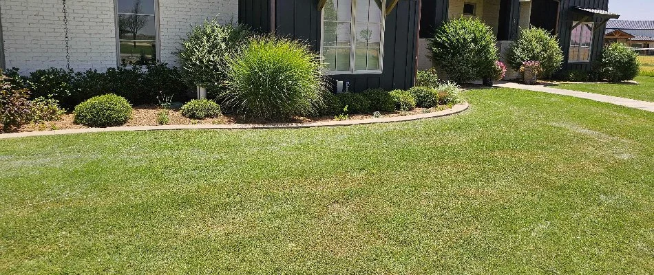Shrubs by a healthy fertilized lawn in Lubbock, TX.