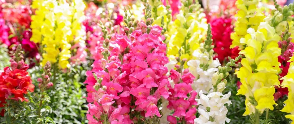 Spring-themed snapdragons in Lubbock, TX.