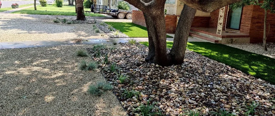 Landscape in Lubbock, TX, with rocks, plants, and a large tree. 