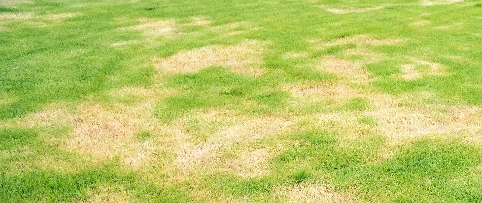 Lawn in Lubbock, TX, with brown patches.