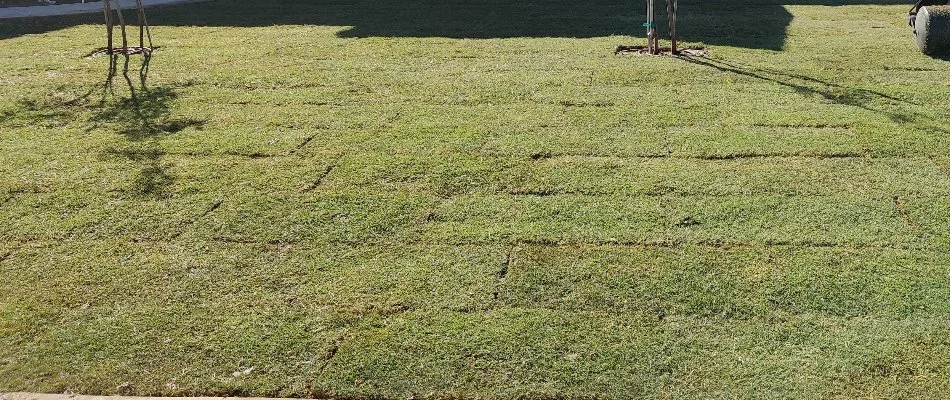 Newly installed sod in Lubbock, TX.