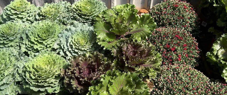 Ornamental cabbage and flowers in Lubbock, TX.