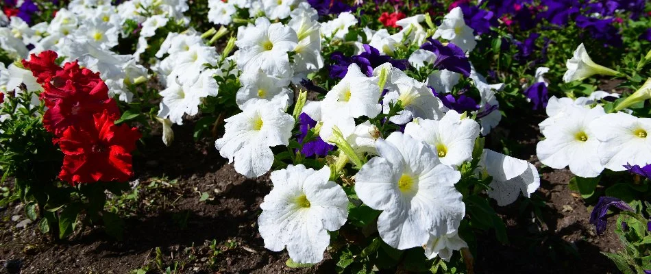 Red, white, and blue impatiens in Lubbock, TX.