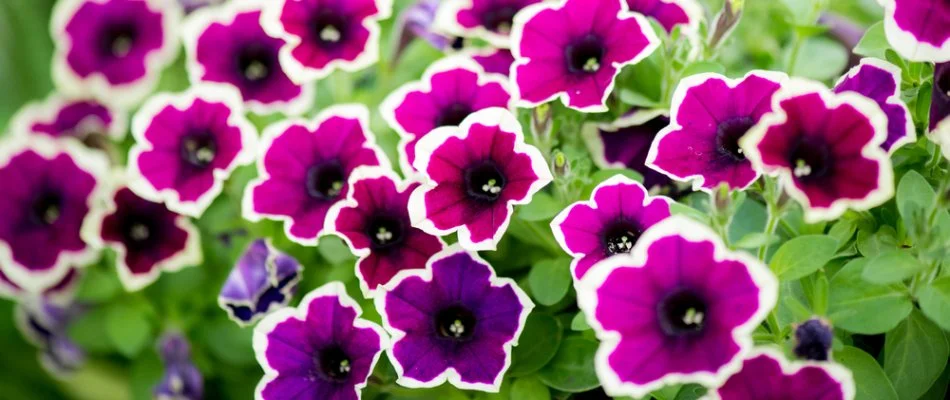 Purple and white petunias in Lubbock, TX.