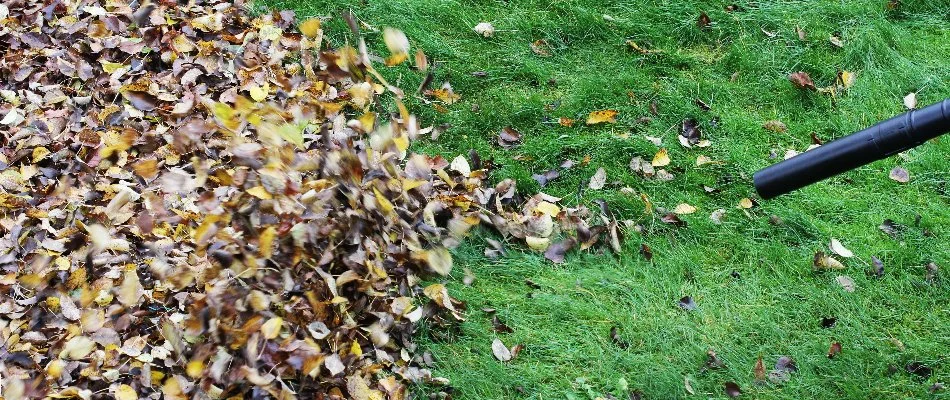 Pile of leaves in Lubbock, TX, being blown by a leaf blower.