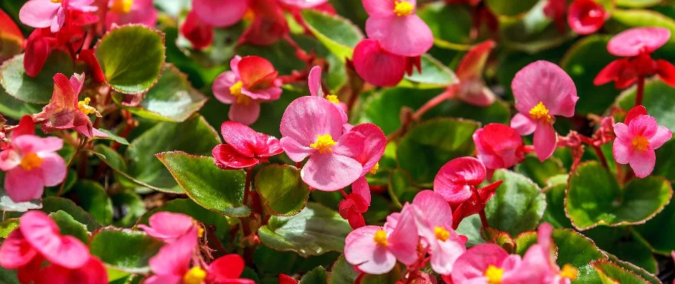 Home in Lubbock, TX, with begonias.