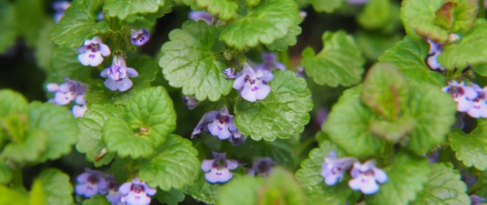 Purple flowers of a ground ivy weed in Lubbock, TX.