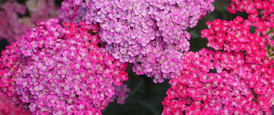 Purple and pink clusters of yarrow flowers in Lubbock, TX.