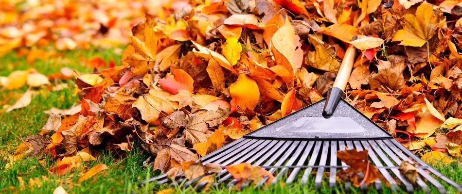 Rake and pile of leaves on a lawn in Lubbock, TX.
