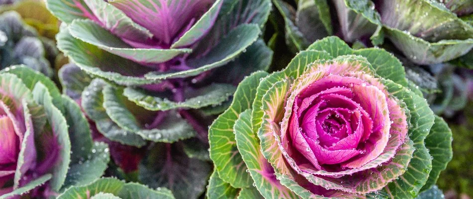 Rosettes of ornamental cabbage in Lubbock, TX.