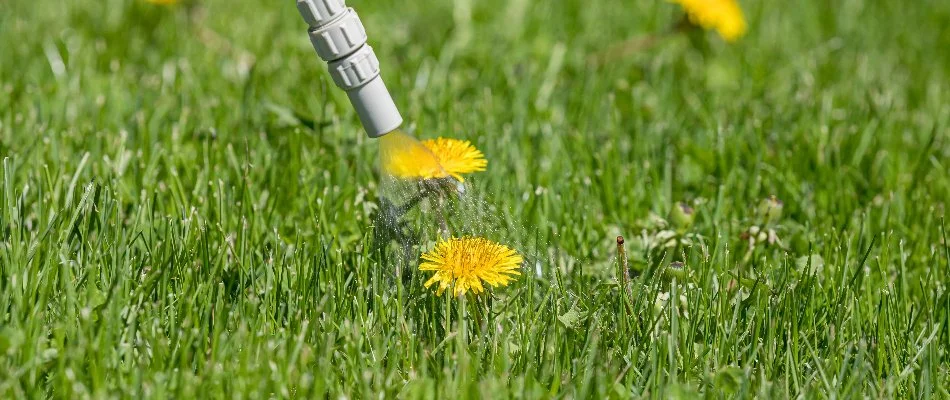 Spraying a herbicide treatment on a dandelion weed in Lubbock, TX.