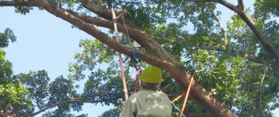 Strapped worker pruning a tree branch in Lubbock, TX.