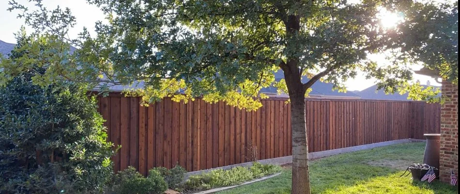 Pruned trees and shrubs in %%targetarea1%, TX, in a yard near a fence.