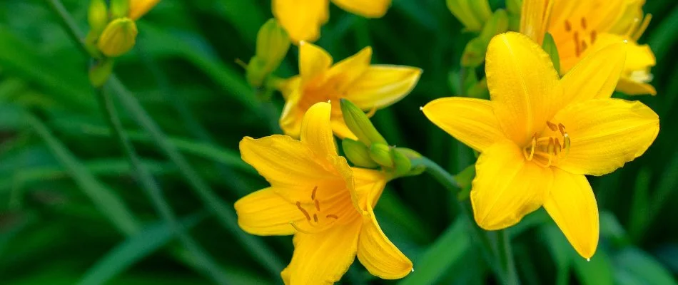 Yellow daylilies in Lubbock, TX, with vibrant green leaves.