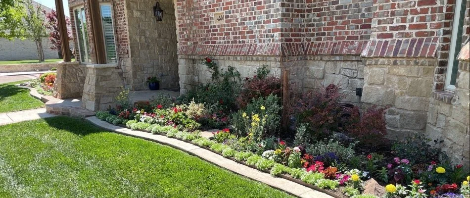 Vibrant flower beds contrasting with healthy lawn near a home in Lubbock, TX.