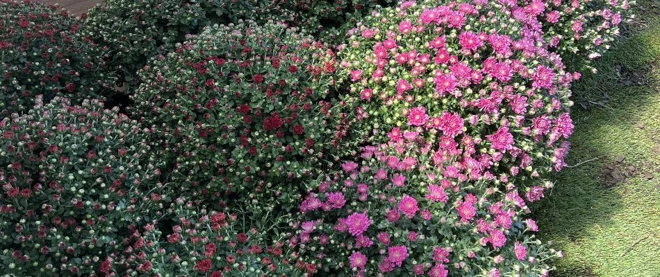 Bushes of chrysanthemums in Lubbock, TX.