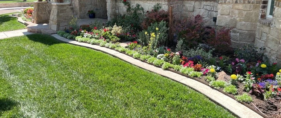 Colorful flowers in a landscape bed in Lubbock, TX.