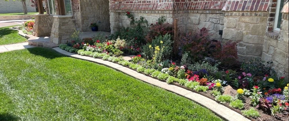 Colorful flowers in Lockney, TX, next to green grass.