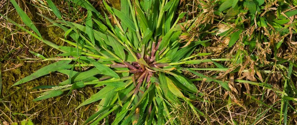 Crabgrass in a weed-infested lawn on a property in Lubbock, TX.