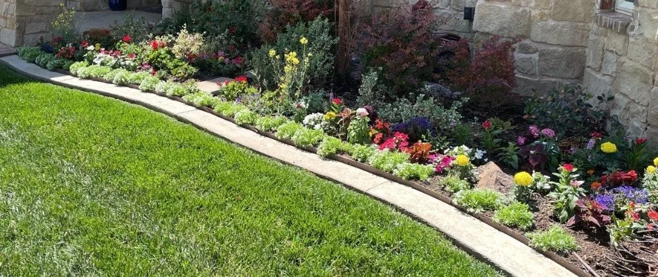 Flowers on a landscape bed in Abernathy, TX.