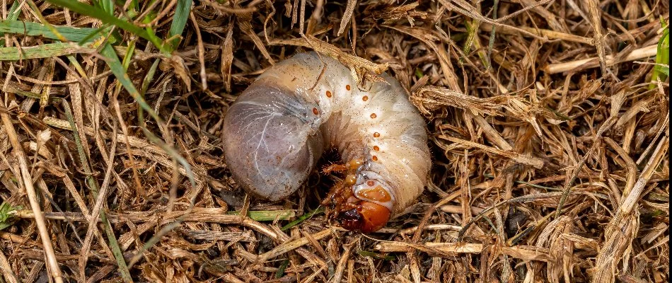 A grub laying in a patch of brown grass in Lubbock, TX.