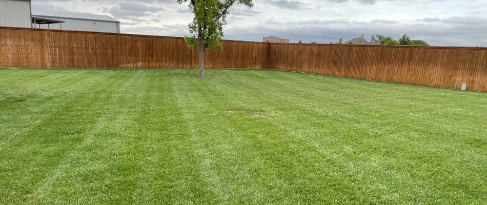 Manicured, green lawn in Seth Ward, TX.