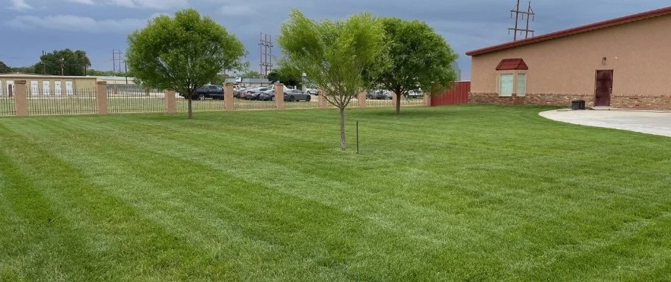 A healthy, green lawn with three trees on a property in Lubbock, TX.