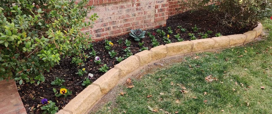 Landscape bed in Lubbock, TX, with fall annuals.