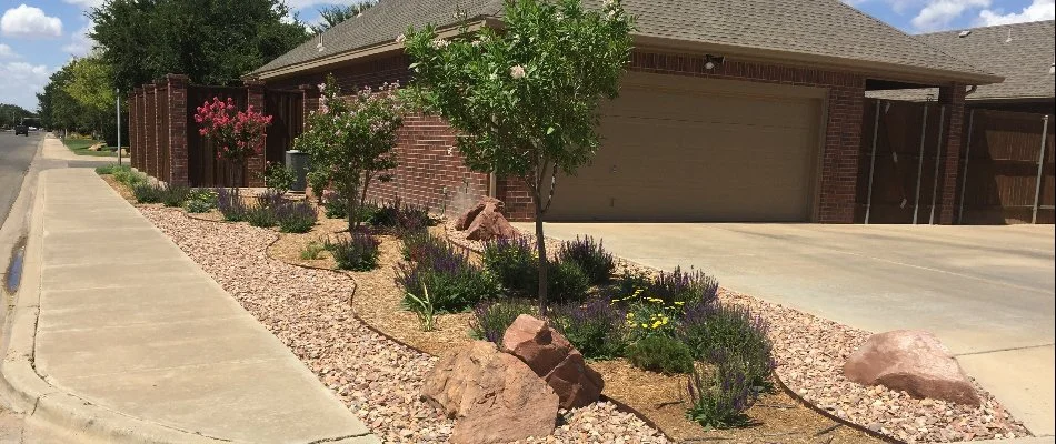 Landscape plants beside a driveway in Muleshoe, TX.