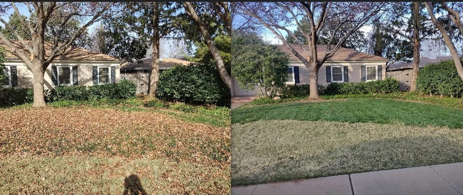 Before and after photo of leaf removal on a property in Lubbock, TX.