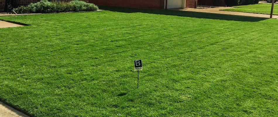 Lush fertilized grass in Seminole, TX.