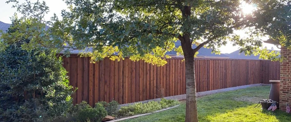 Lush, healthy tree in Denver City, TX.